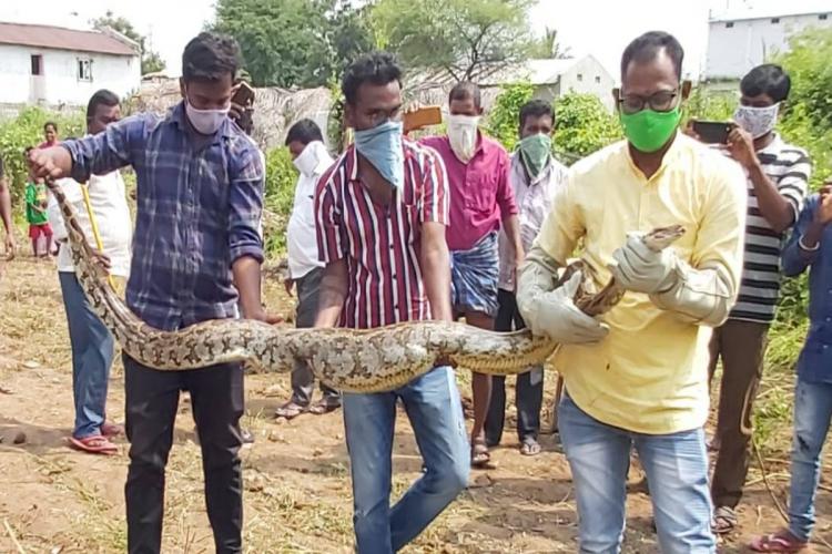 পাইথন উদ্ধার আলিপুরদুয়ারের বারবিশায়