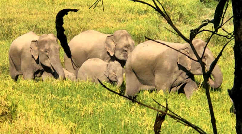 বারবার লোকালয়ে ঢুকে পড়ছে হাতি, ক্ষোভ স্থানীয়দের