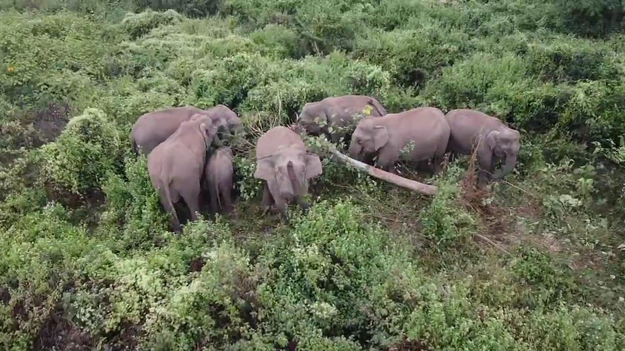 হাতির ওপর নজরদারি চালাতে ড্রোন পেল বনদপ্তর