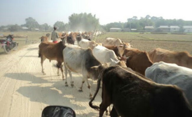 শহরের রাস্তায় গরুর অবাধ বিচরণে রাশ টানতে উদ্যোগী পুলিশ