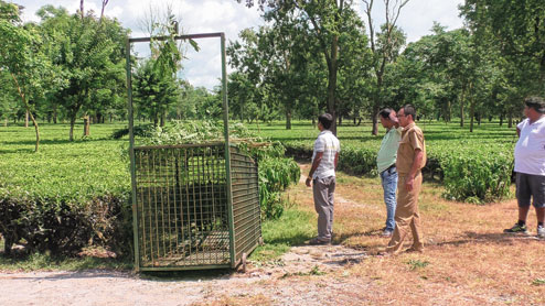 চিতাবাঘের হামলায় জখম দুই, আতঙ্ক নকশালবাড়ি এলাকায়