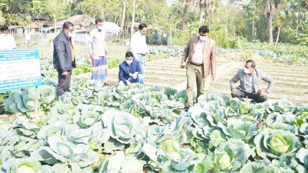 দাম নেই বাঁধাকপির , ছাগল গরুকে  খাওয়াচ্ছে কৃষক