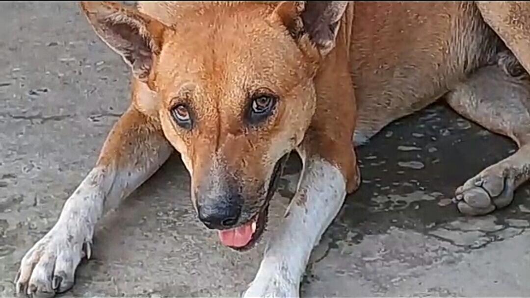 গরমে অতিষ্ট বন্যপ্রাণীরাও