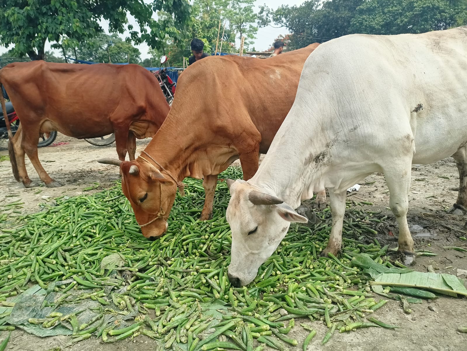 সবজির সঠিক দাম না মেলার রাস্তায় সবজি ফেলে বিক্ষোভ কৃষকদের