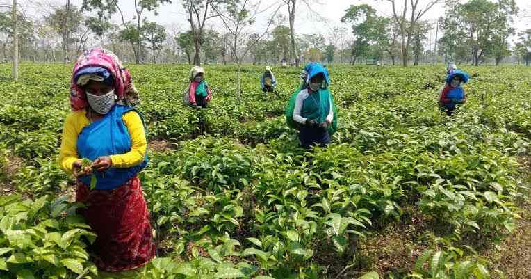 বিশ্বকর্মা পুজোর বাতিটুকুও নেই বন্ধ চা কারখানায়