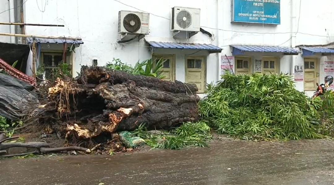 শিলিগুড়ির রাস্তায় ভেঙে পড়লো বিশালাকার গাছ, ব্যাহত হল যান চলাচল