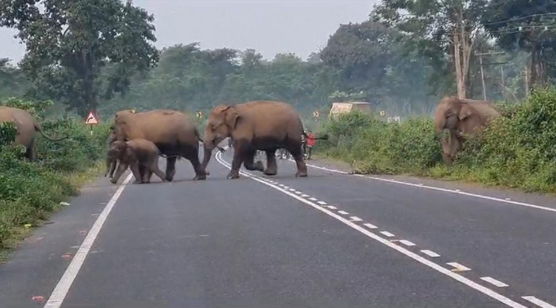 হাতির পাল দেখতে জাতীয় সড়কে ভিড় পর্যটকদের