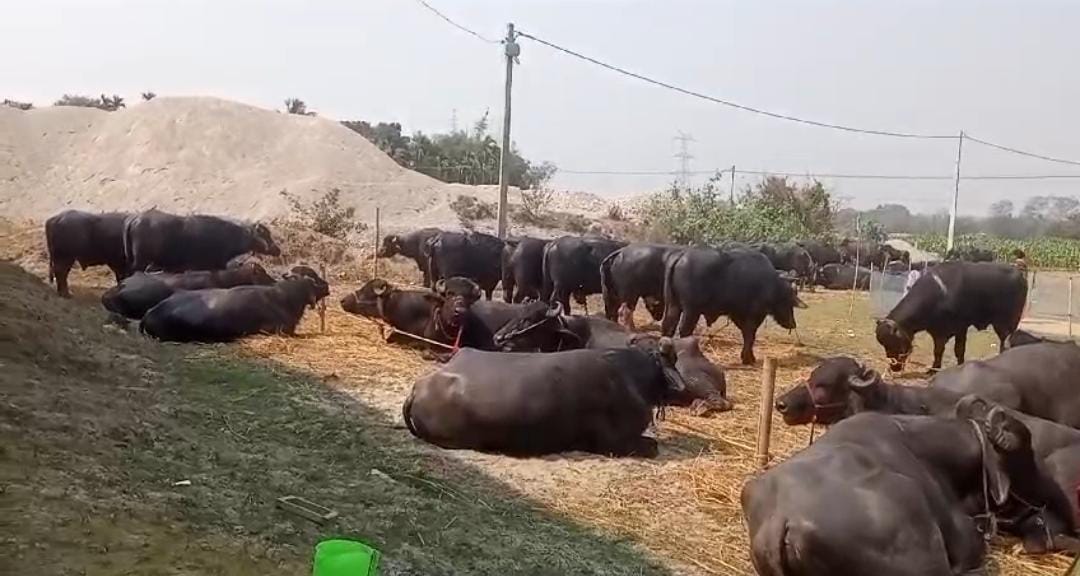 অবৈধভাবে মহিষ পাচারের অভিযোগে গ্রেফতার দুই ব্যক্তি