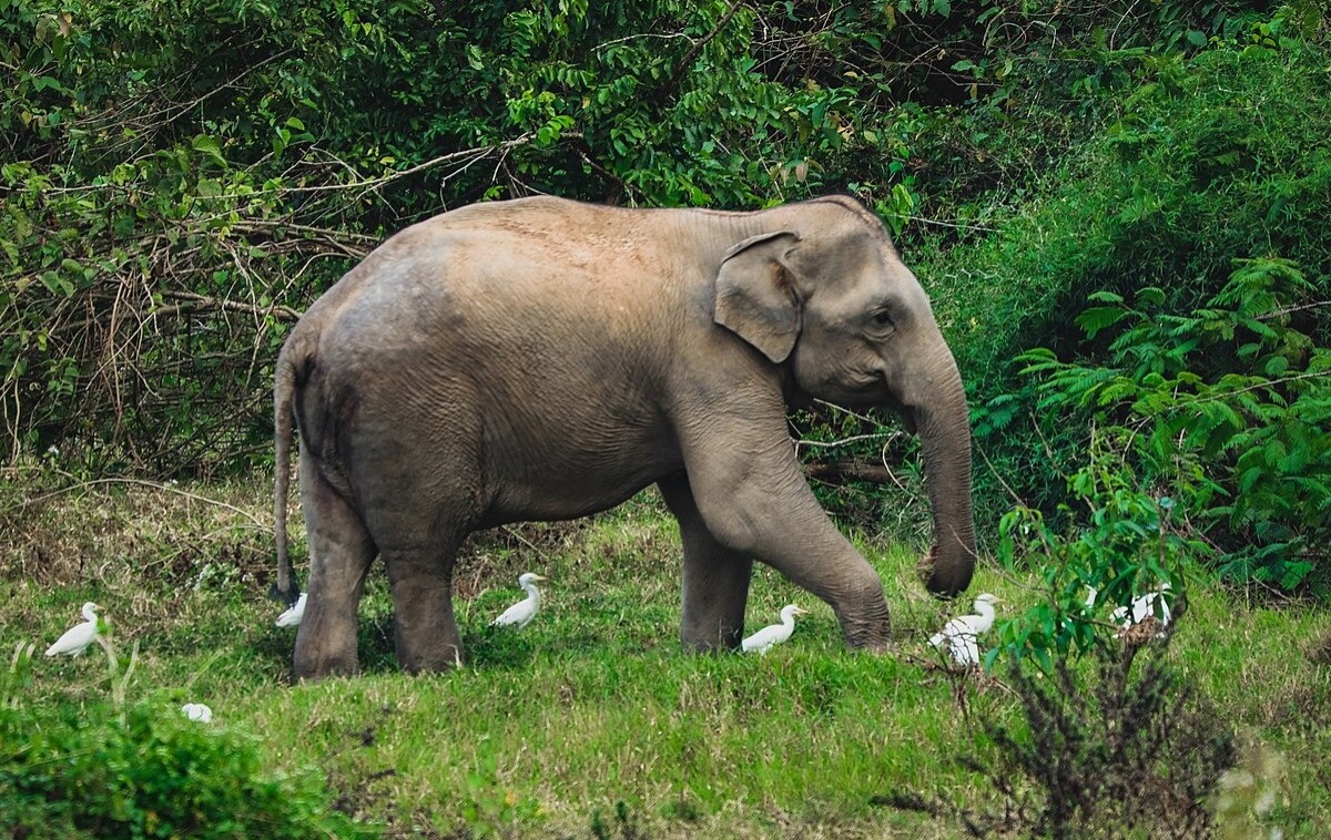 বন্য হাতির কবলে পরে এক বৃদ্ধার মৃত্যু