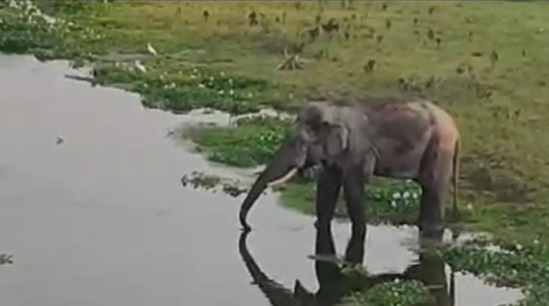 প্রচন্ড গরমে নাজেহাল হাতিরা