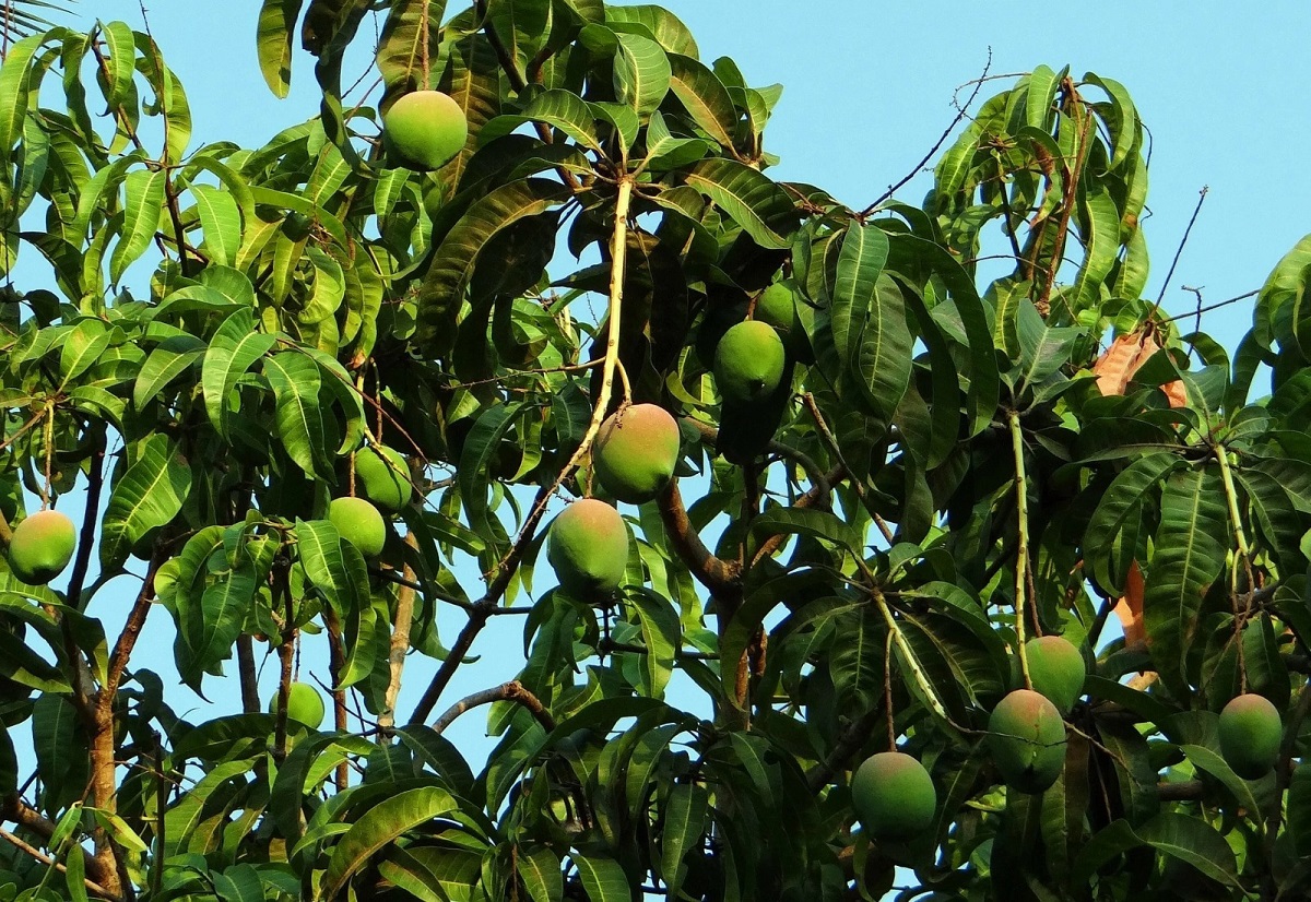 ডায়াবেটিস রোগীদের  কিন্তু আম পাতার জলে কমতে পারে সুগার