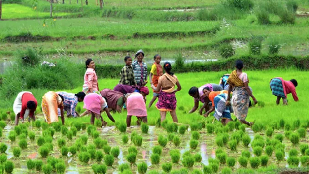 টাকা পাচ্ছে না কৃষকরা, দুর্নীতির অভিযোগ সরকারের তরফে