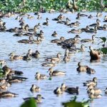 শীতের শুরুতেই পরিযায়ী পাখিদের আনাগোনা শুরু শিলিগুড়িতে