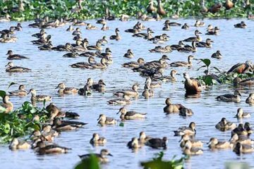 শীতের শুরুতেই পরিযায়ী পাখিদের আনাগোনা শুরু শিলিগুড়িতে