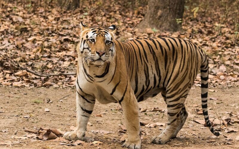 রাতভর বাঁকুড়ার জঙ্গলে চলছে বাঘবন্দির খেলা