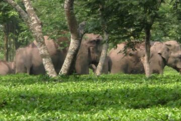 সাত সকালের চা বাগানে হাতির দল দেখে হইচই পড়ে গেল বানারহাটের হলদিবাড়ি চা বাগানে