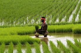 রবি মরশুমে মুর্শিদাবাদ জেলায় দশটি ফসলের শস্য বিমা করানো হবে