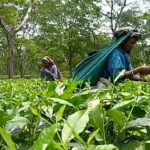 পি এফ অফিসে স্বারক লিপি প্রদান চা বাগান শ্রমিক ইউনিয়নের