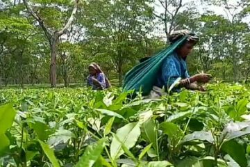 পি এফ অফিসে স্বারক লিপি প্রদান চা বাগান শ্রমিক ইউনিয়নের