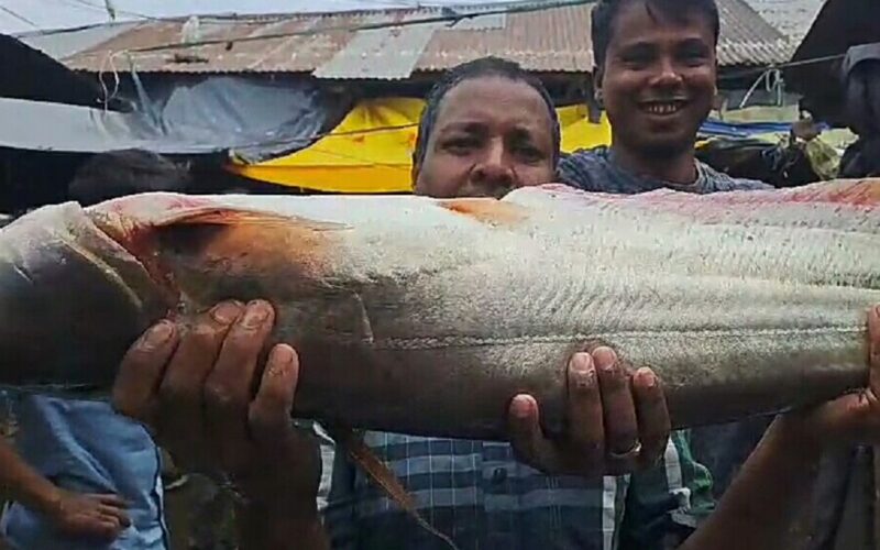 বিশাল আকৃতির বোয়াল মাছ দেখতে অসংখ্য মানুষের ভিড় জমছে বাজারে